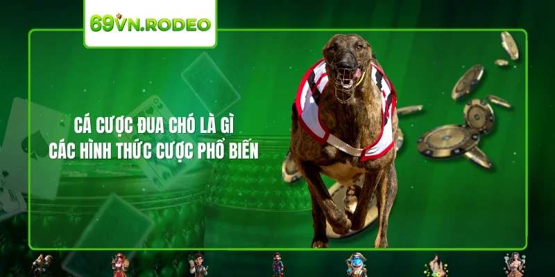 Cá Cược Đua Chó Là Gì – Các Hình Thức Cược Phổ Biến